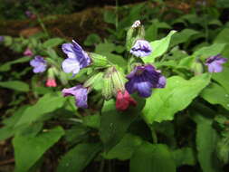 Image of Pulmonaria obscura Dumort.