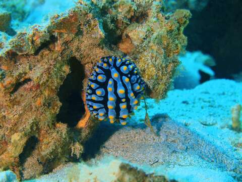 Image of Lumpy black bluegrey orange slug