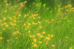 Image of Buttercup