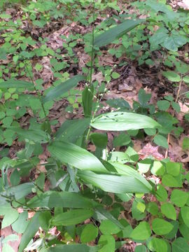 Image of broadleaf rosette grass