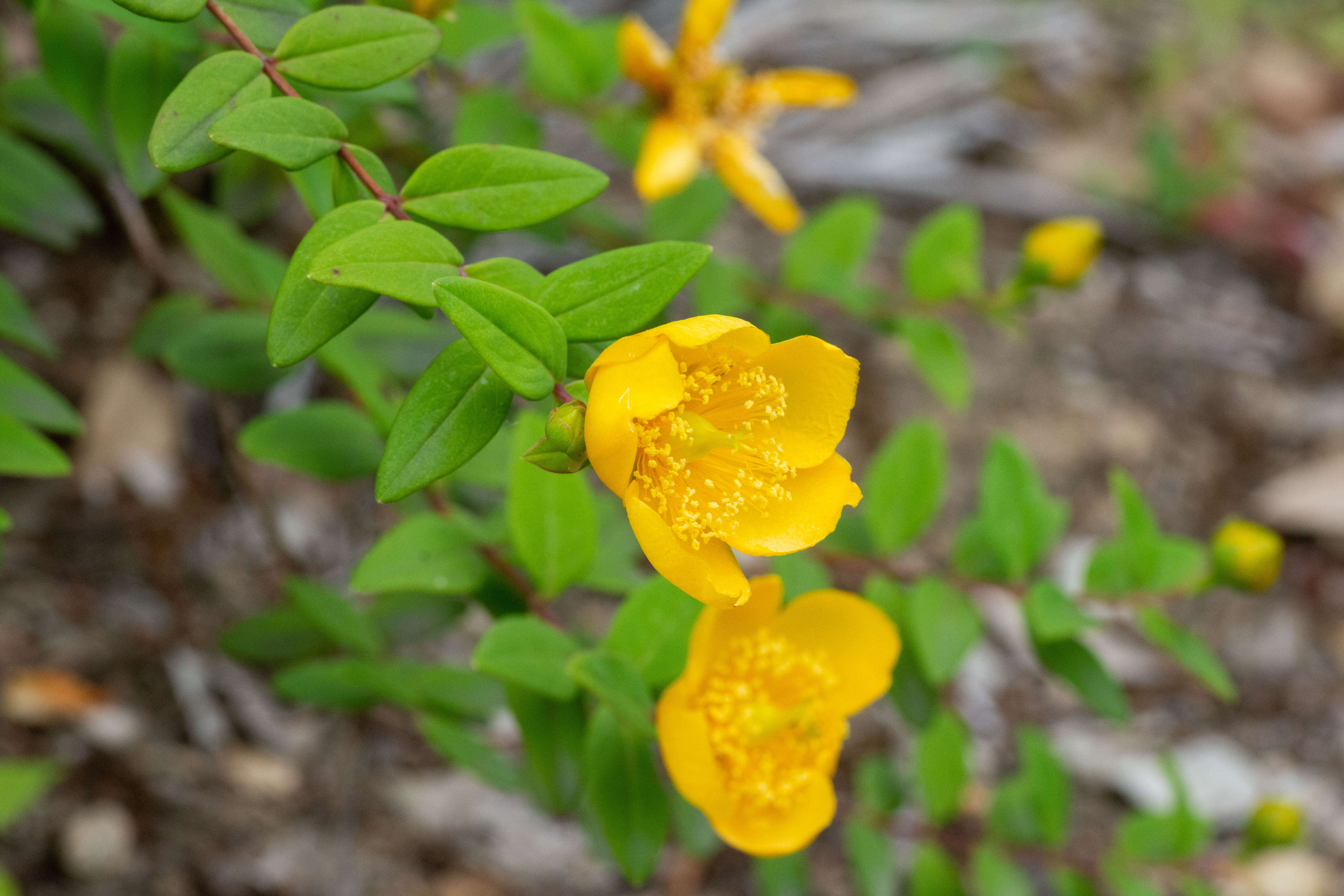 Image de Hypericum hookerianum Wight & Arn.