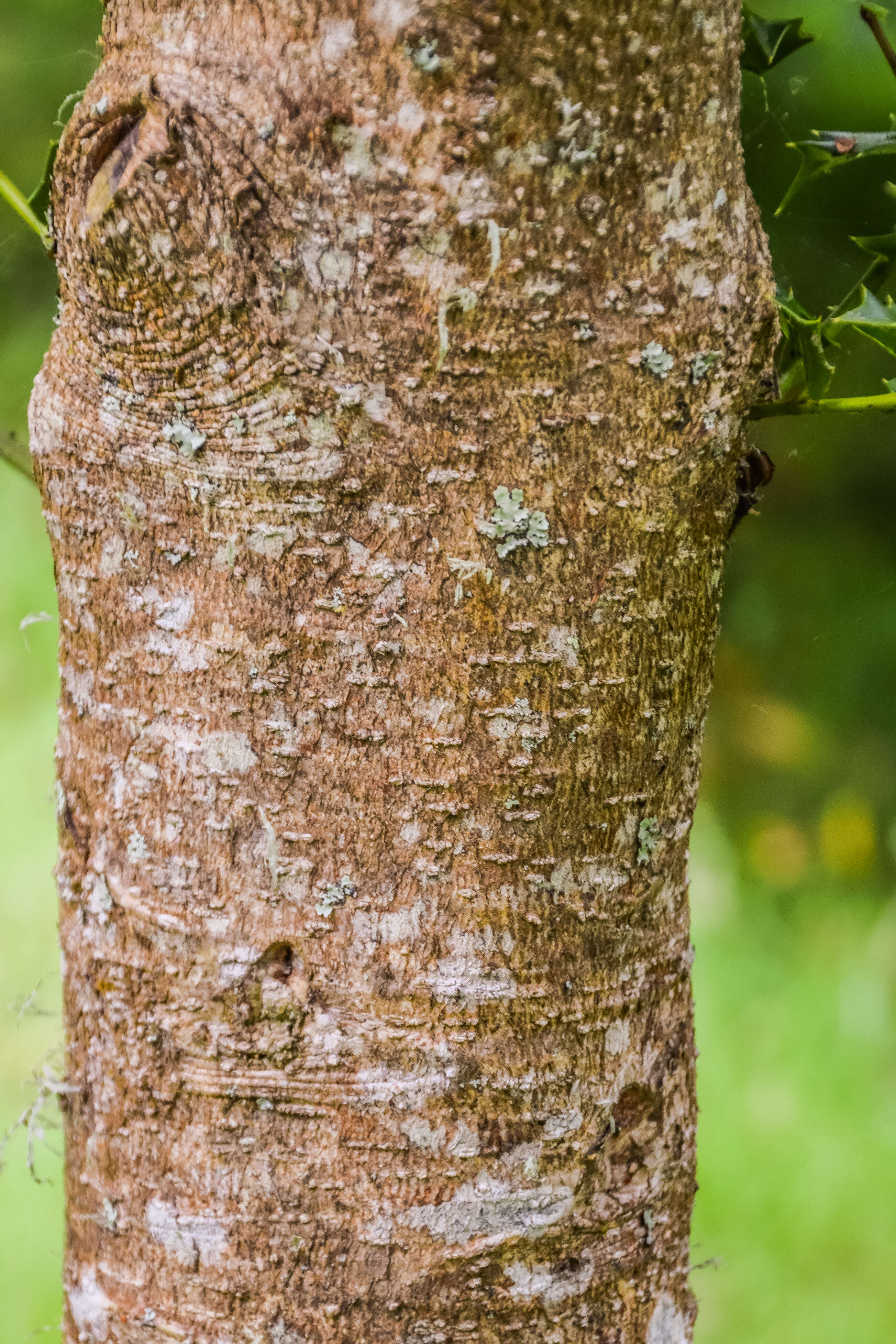 Image of Ilex bioritsensis Hayata