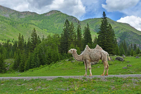 Image of Bactrian camel