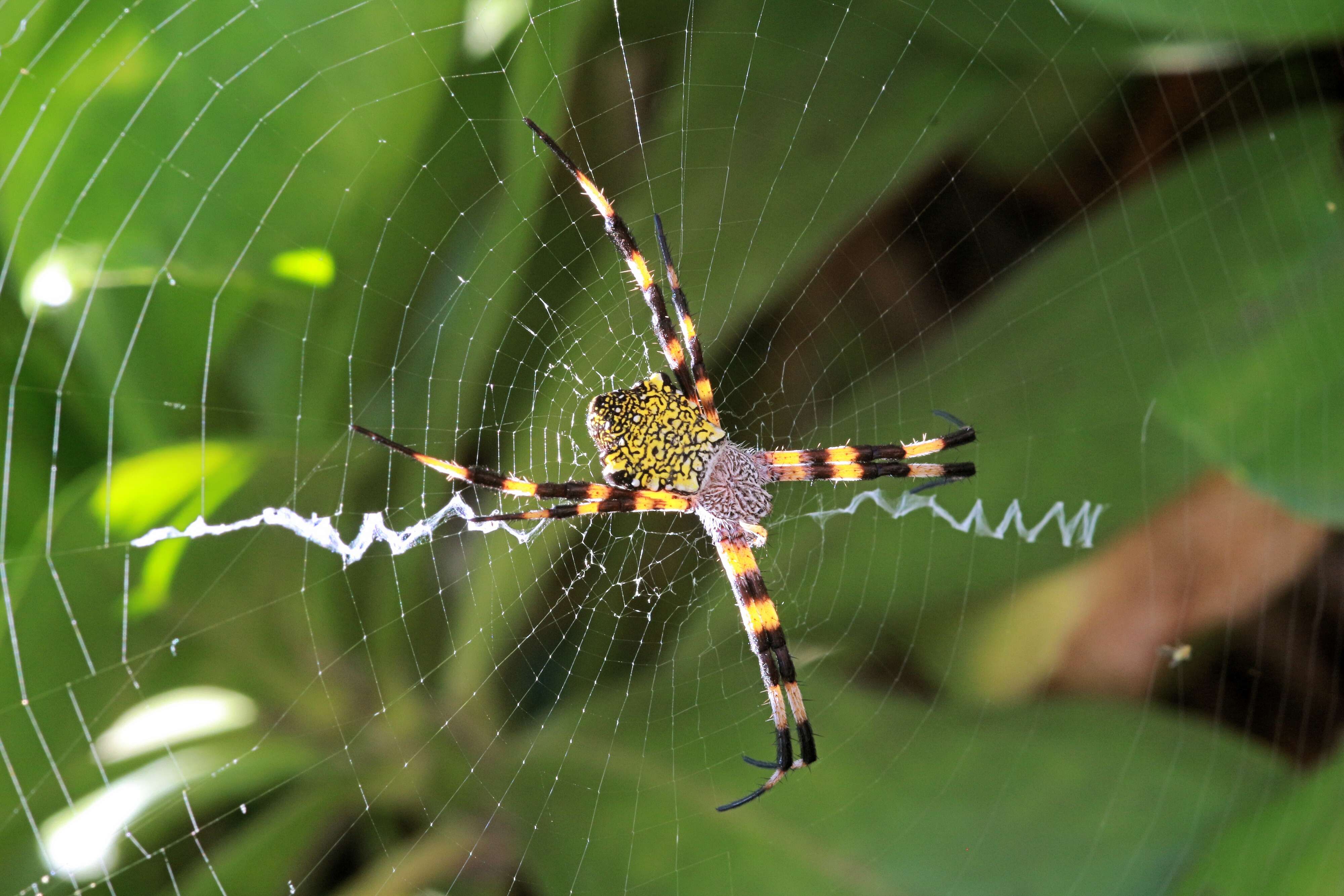 Image of Garden spider