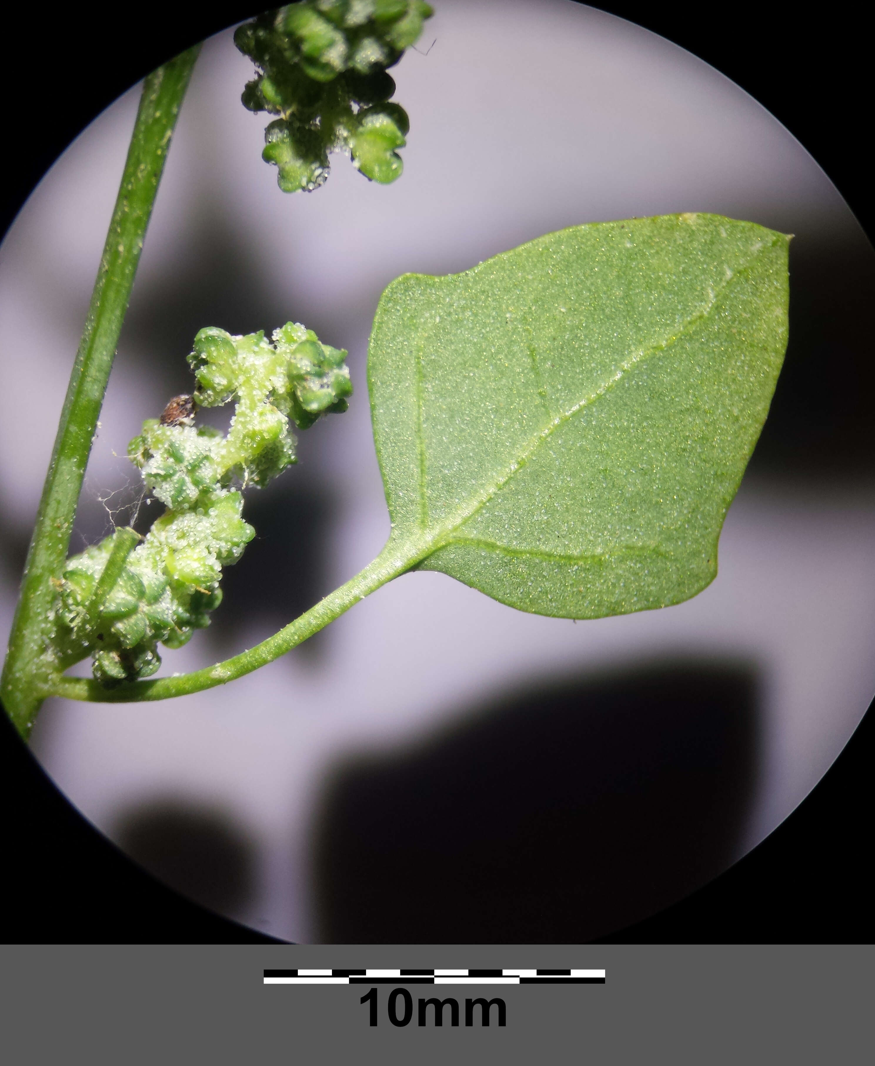 Plancia ëd Chenopodium opulifolium Schrader