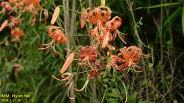 Image of <i>Lilium lancifolium</i>