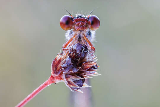 Image of small red damselfly