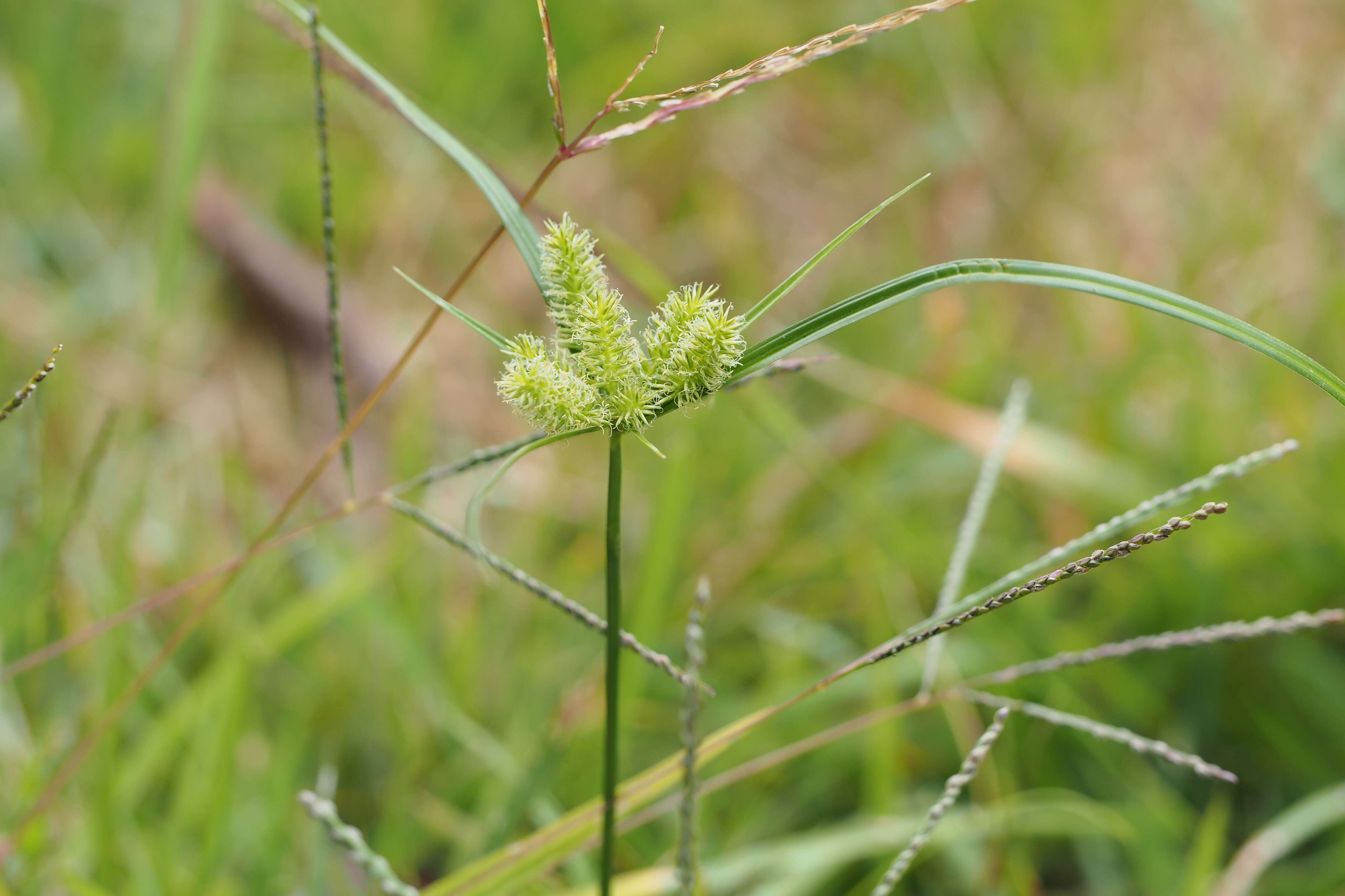 Imagem de Cyperus cyperoides (L.) Kuntze