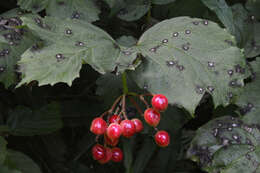 Imagem de Viburnum opulus L.