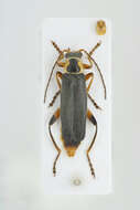 Imagem de Cantharis nigricans