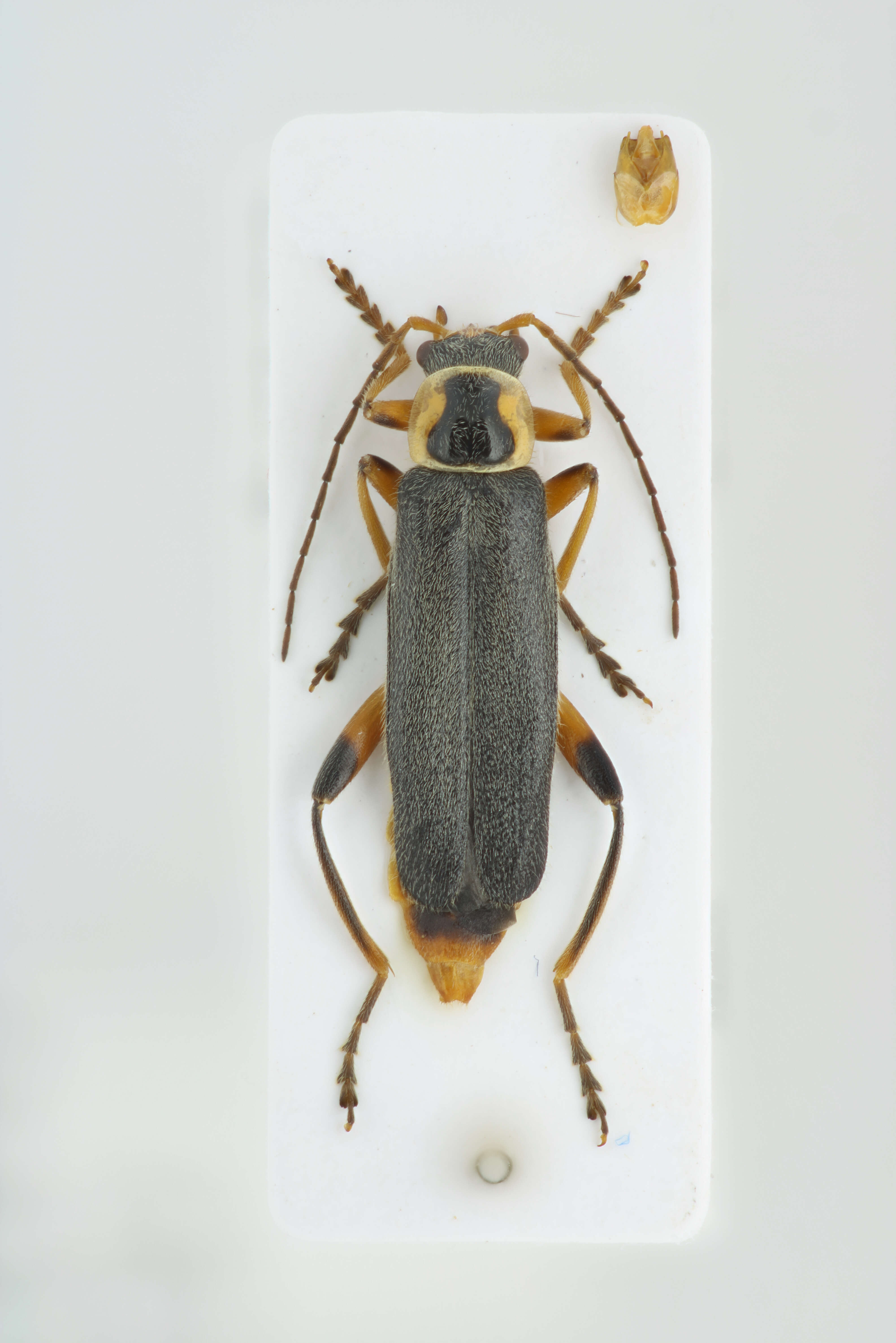 Imagem de Cantharis nigricans