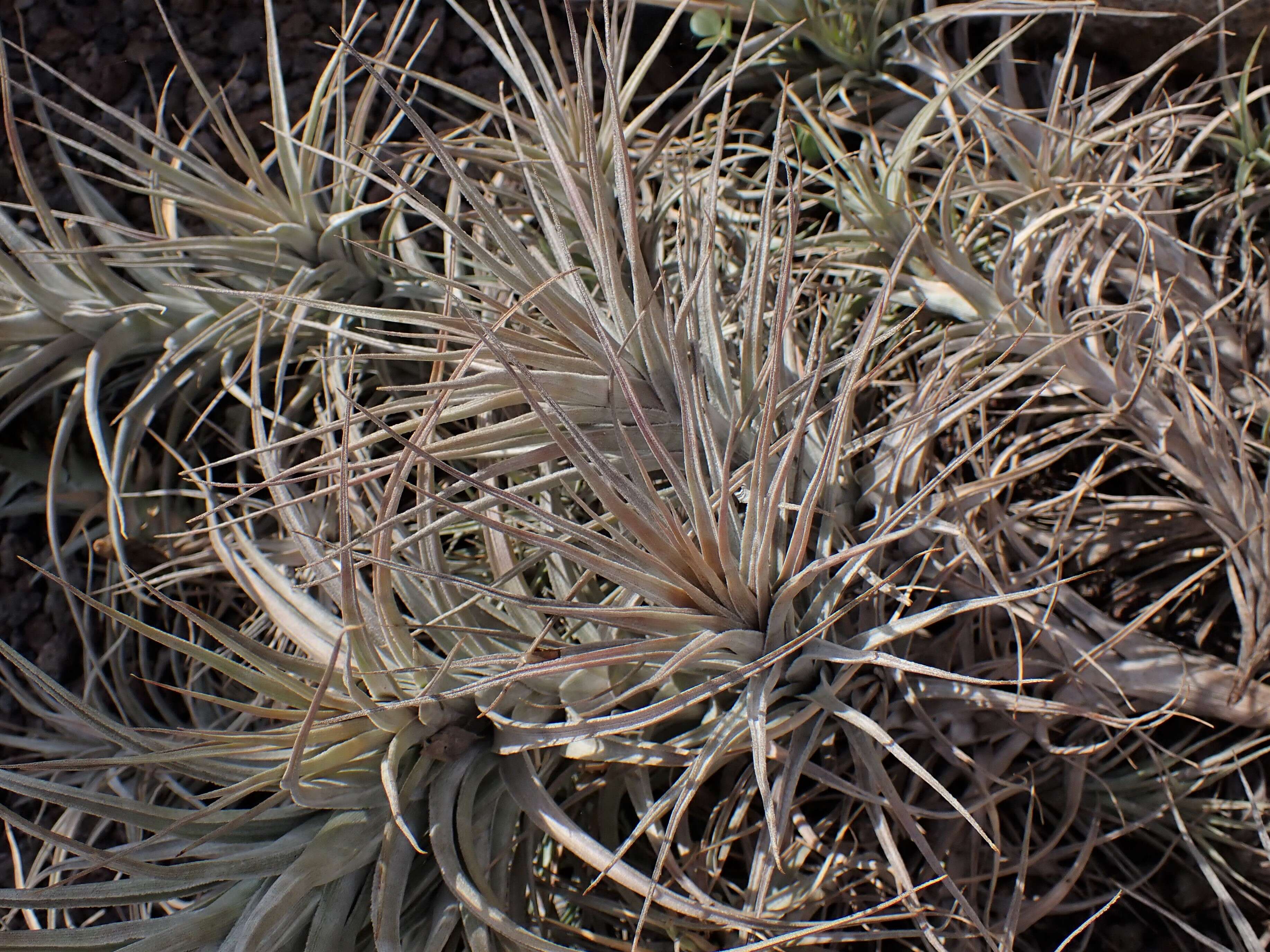 Image of Tillandsia werdermannii Harms