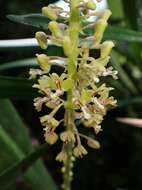 Image of Mycaranthes oblitterata Blume