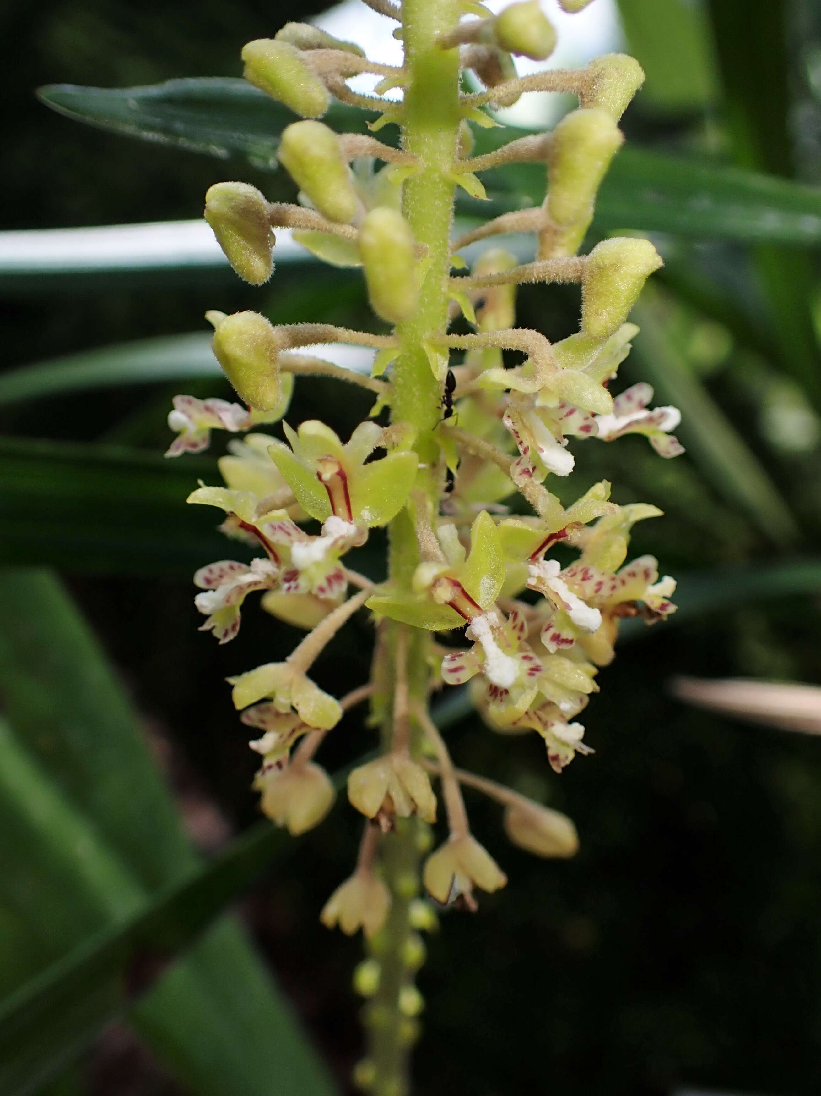 Image de Mycaranthes oblitterata Blume