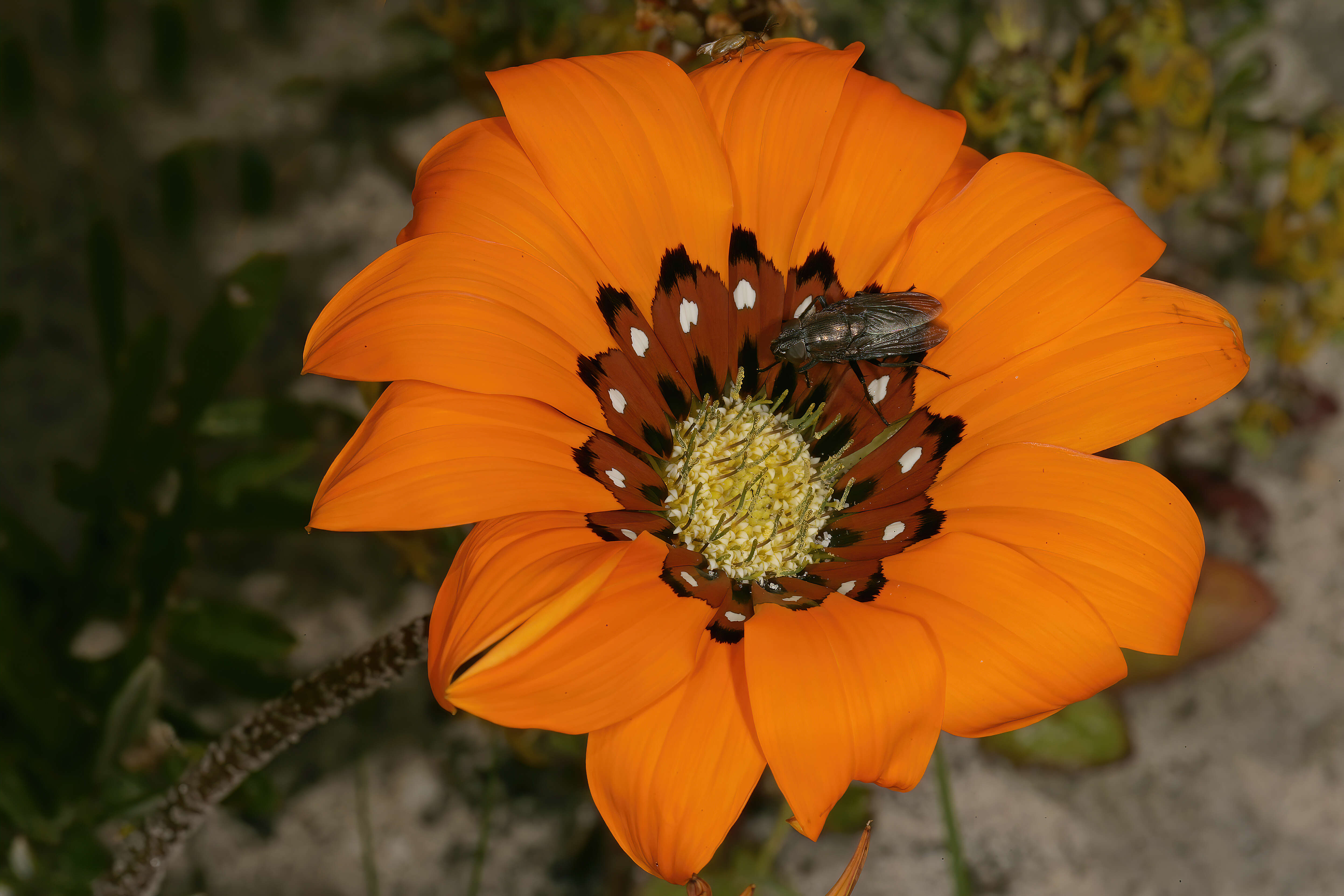 Imagem de Gazania pectinata (Thunb.) Hartweg