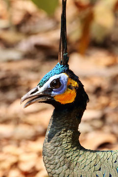 Image of Green peafowl