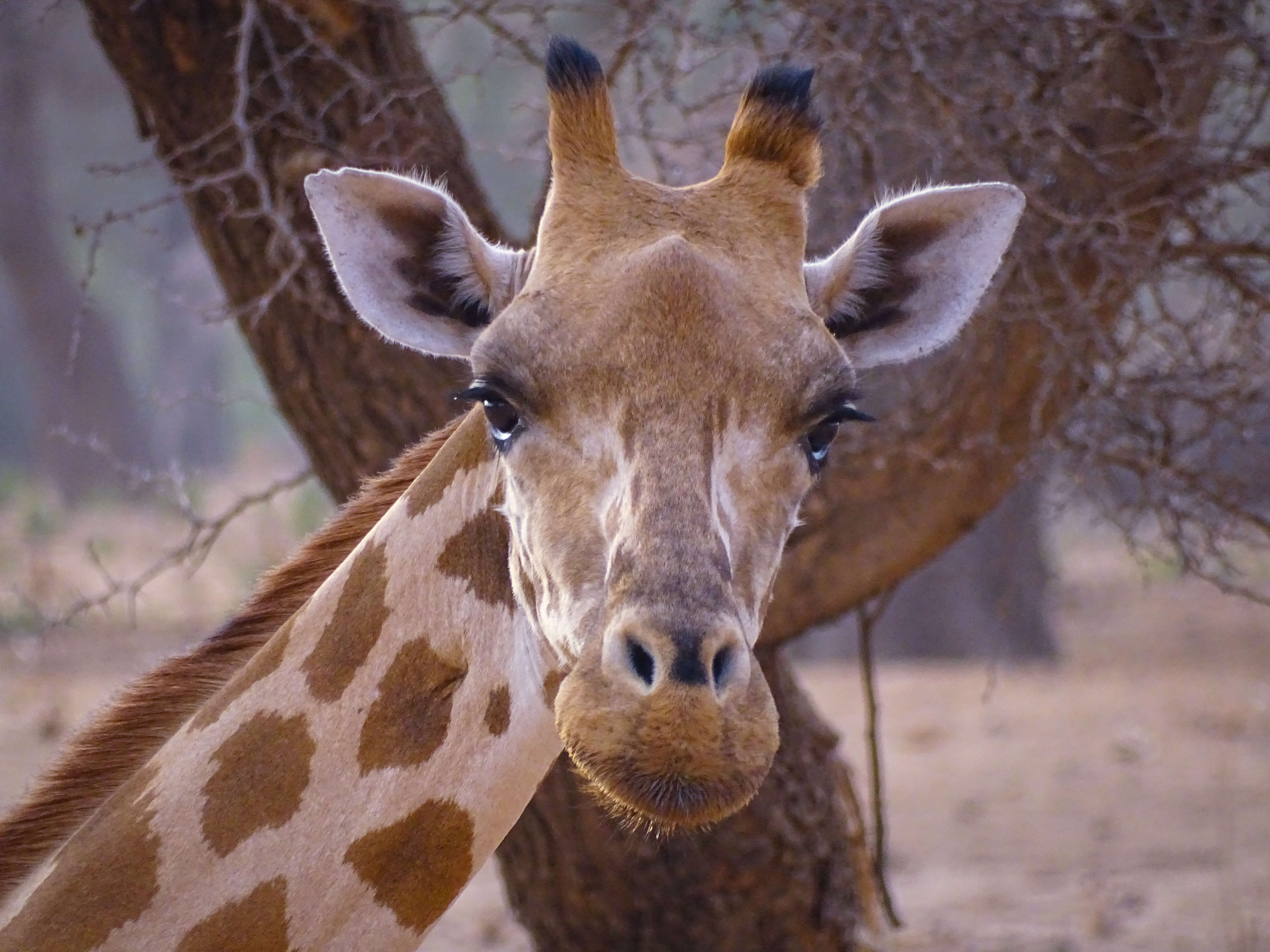 Plancia ëd Giraffa camelopardalis (Linnaeus 1758)