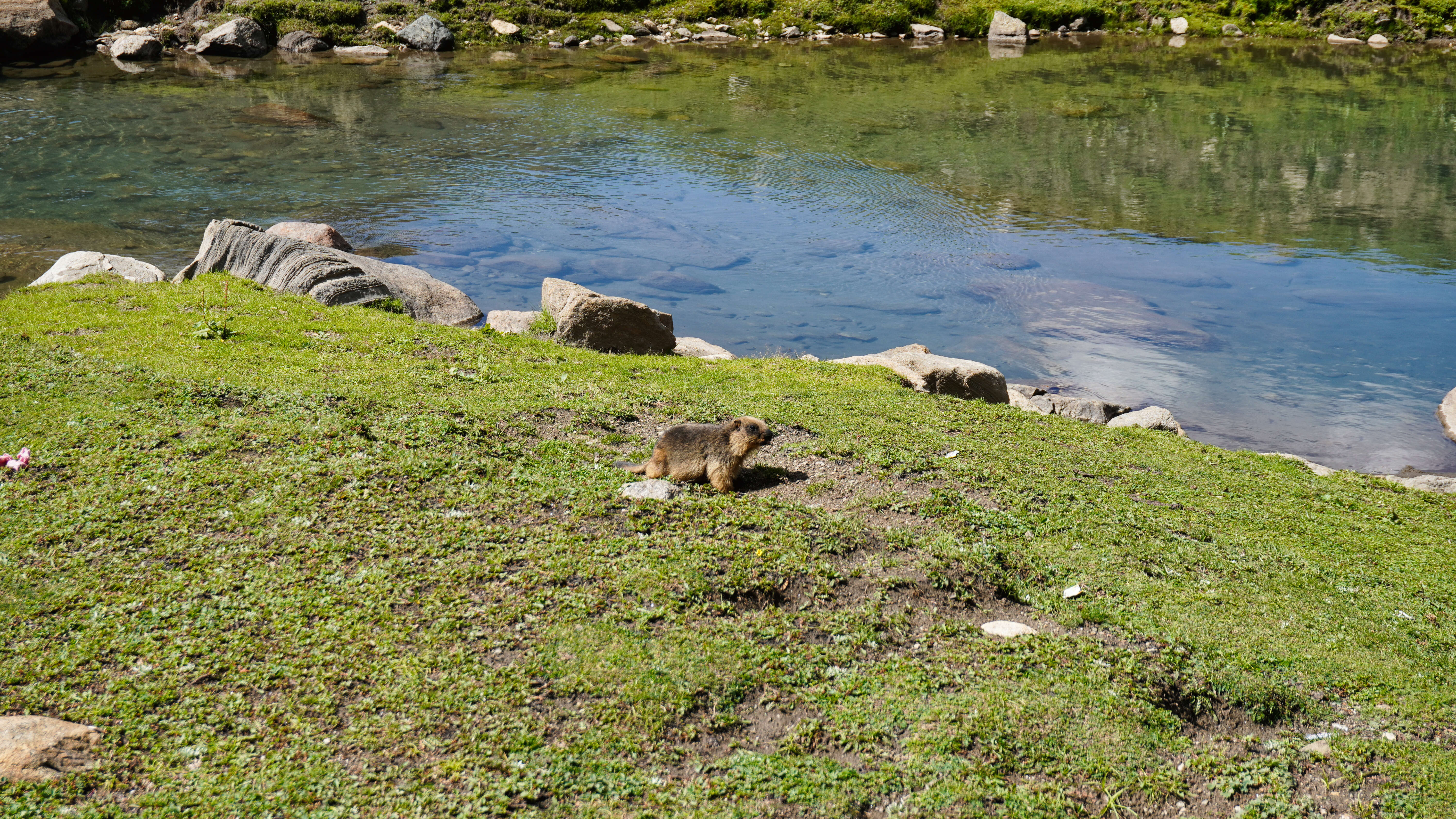 Imagem de Marmota caudata (Geoffroy 1844)