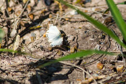 Image of Laviana White-Skipper