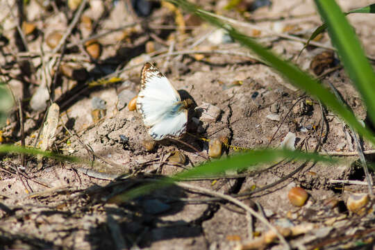 Image of Laviana White-Skipper