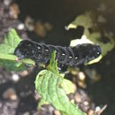 Image of Velvet Armyworm Moth