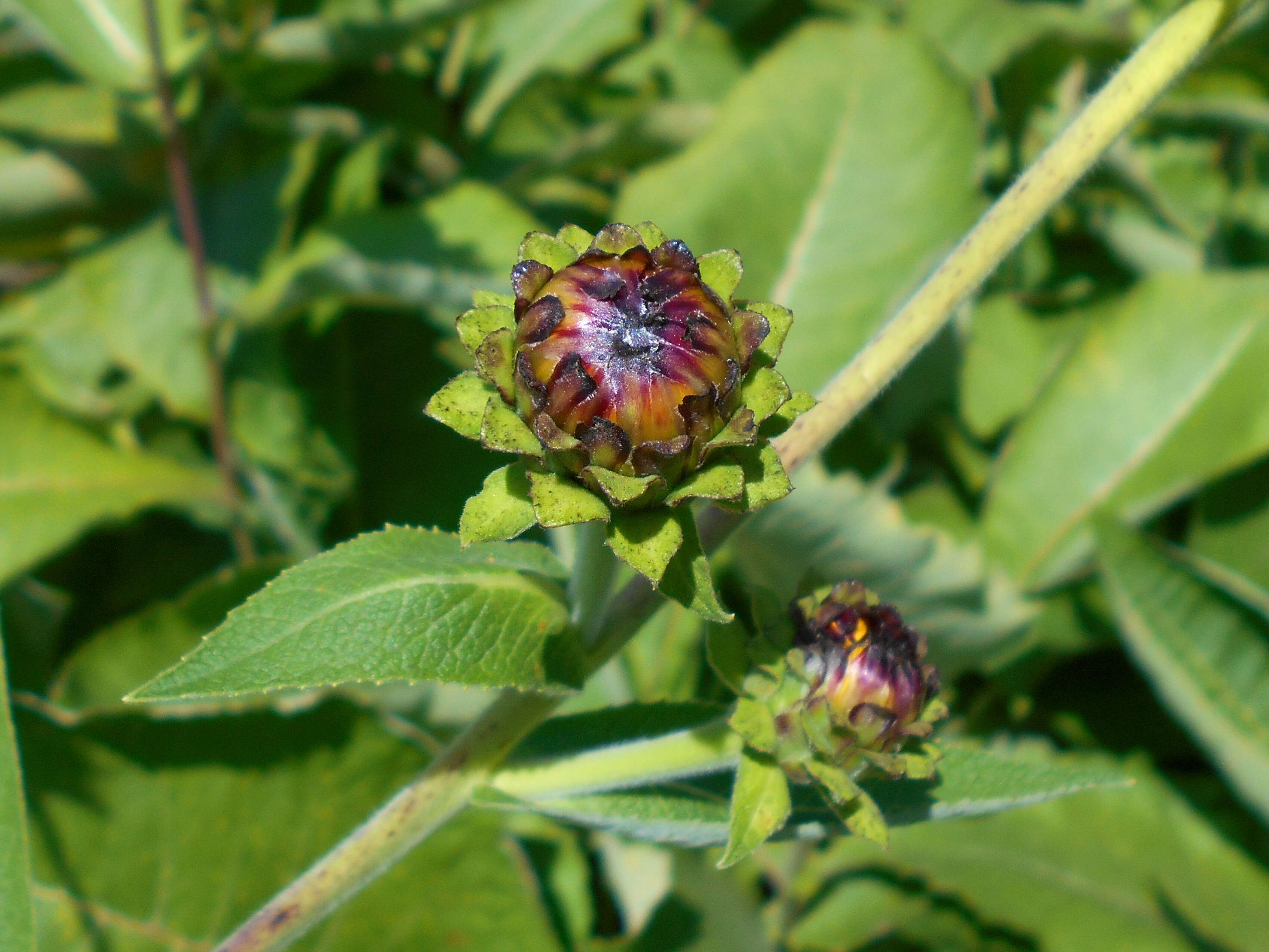 Imagem de Inula royleana DC.