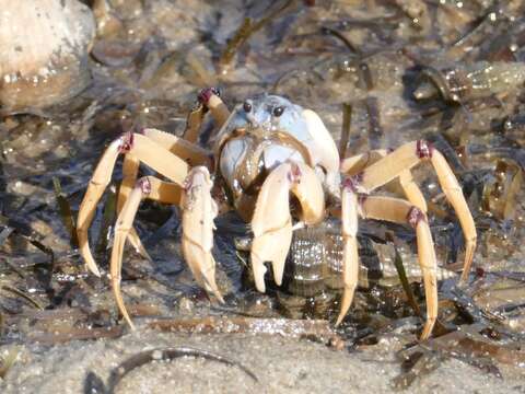 Imagem de Mictyris longicarpus Latreille 1806