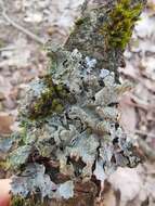 Image of Hammered shield lichen