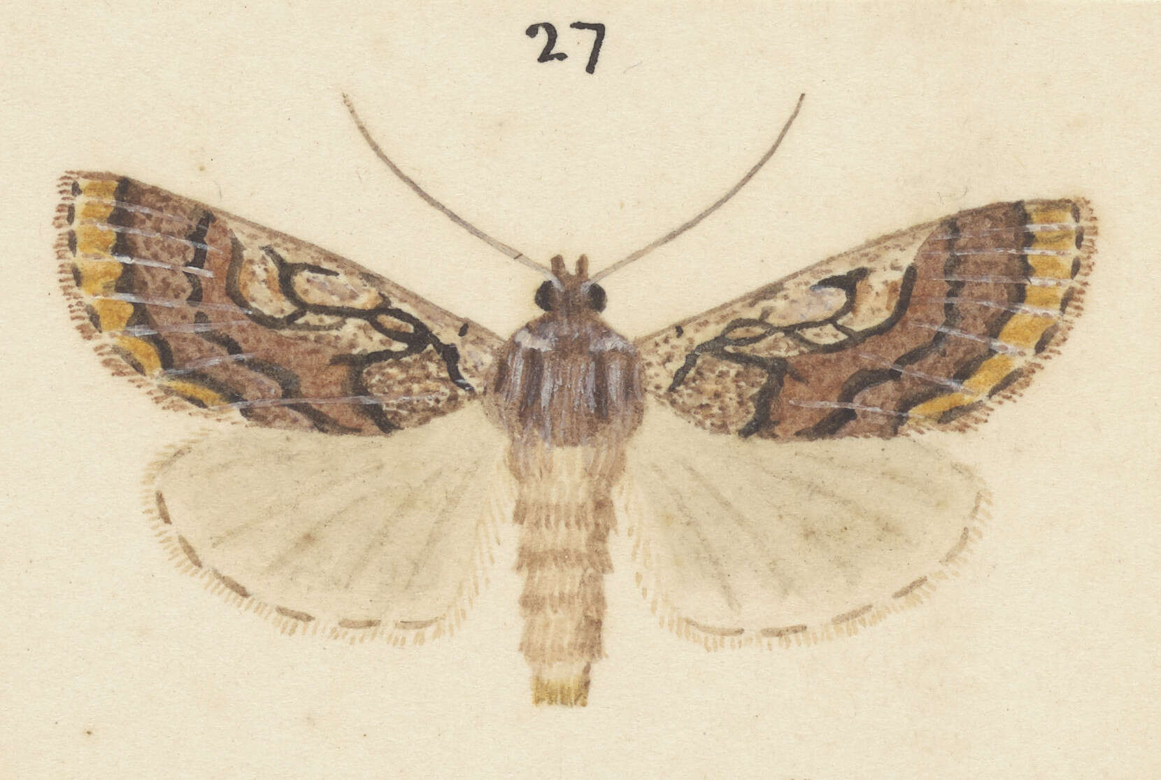 Image of Ichneutica marmorata Hudson 1924