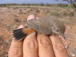 Image of Chestnut-rumped Thornbill