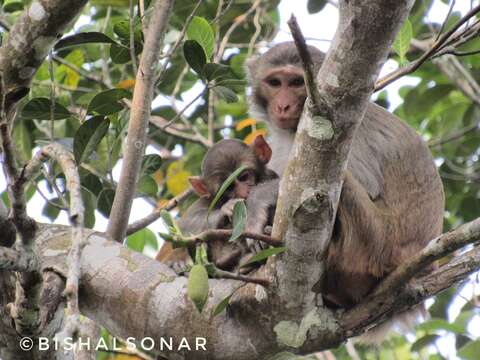 Image of Rhesus Monkey