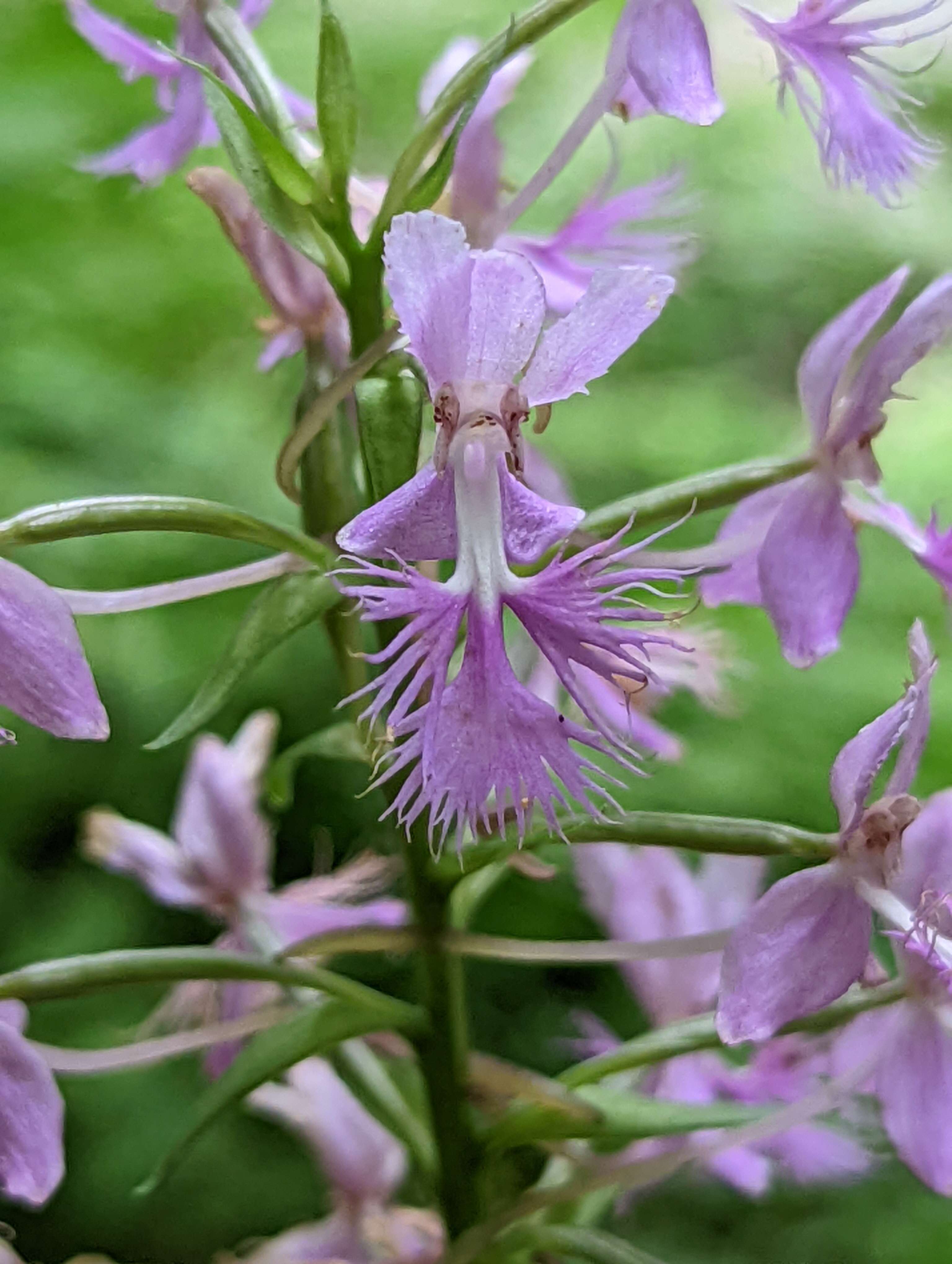Image of Shriver's Fringed Orchid