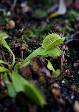 Image of Dionaea