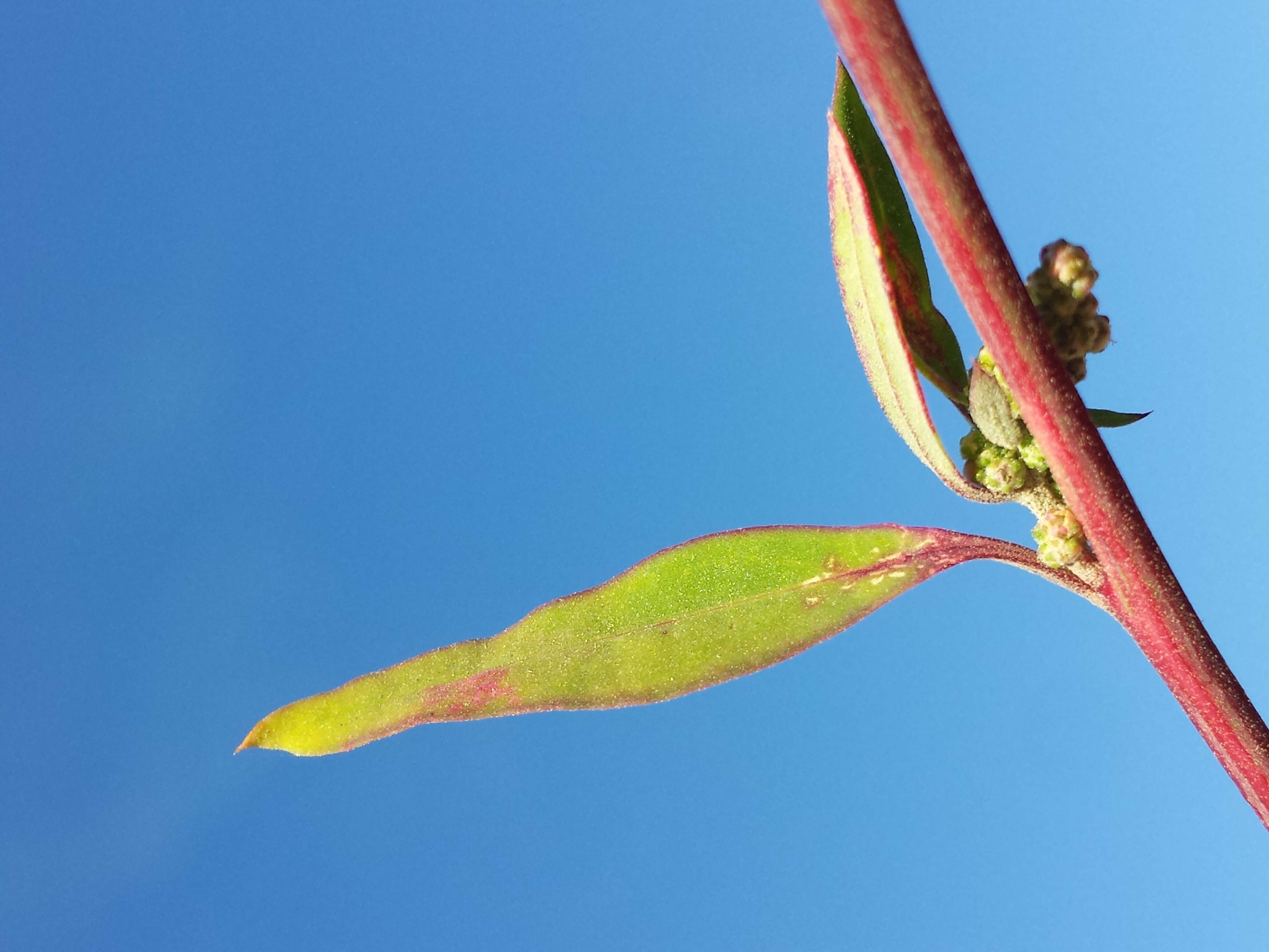 Plancia ëd Chenopodium strictum Roth