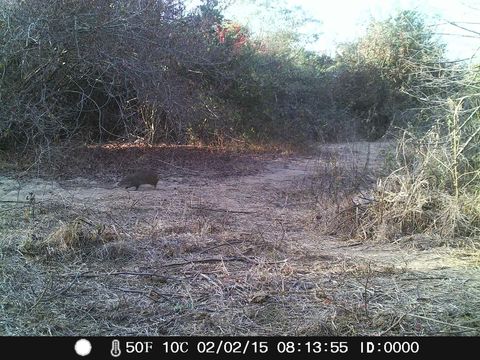 Image of Greater Cane Rat