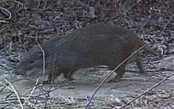 Image of Greater Cane Rat