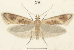 Image of Thamnosara sublitella Walker 1864