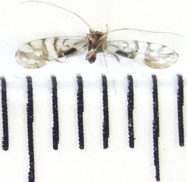 Image of <i>Zelandopsocus formosellus</i> Tillyard 1923