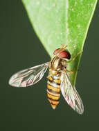 Image of Marmalade hoverfly