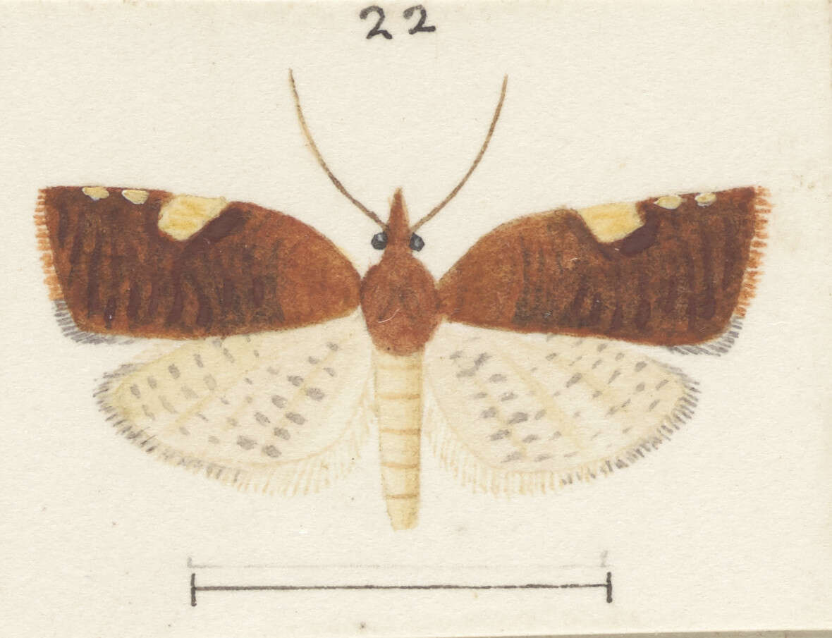 Image of Catamacta rureana Felder 1877