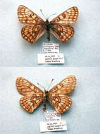 Plancia ëd Euphydryas intermedia