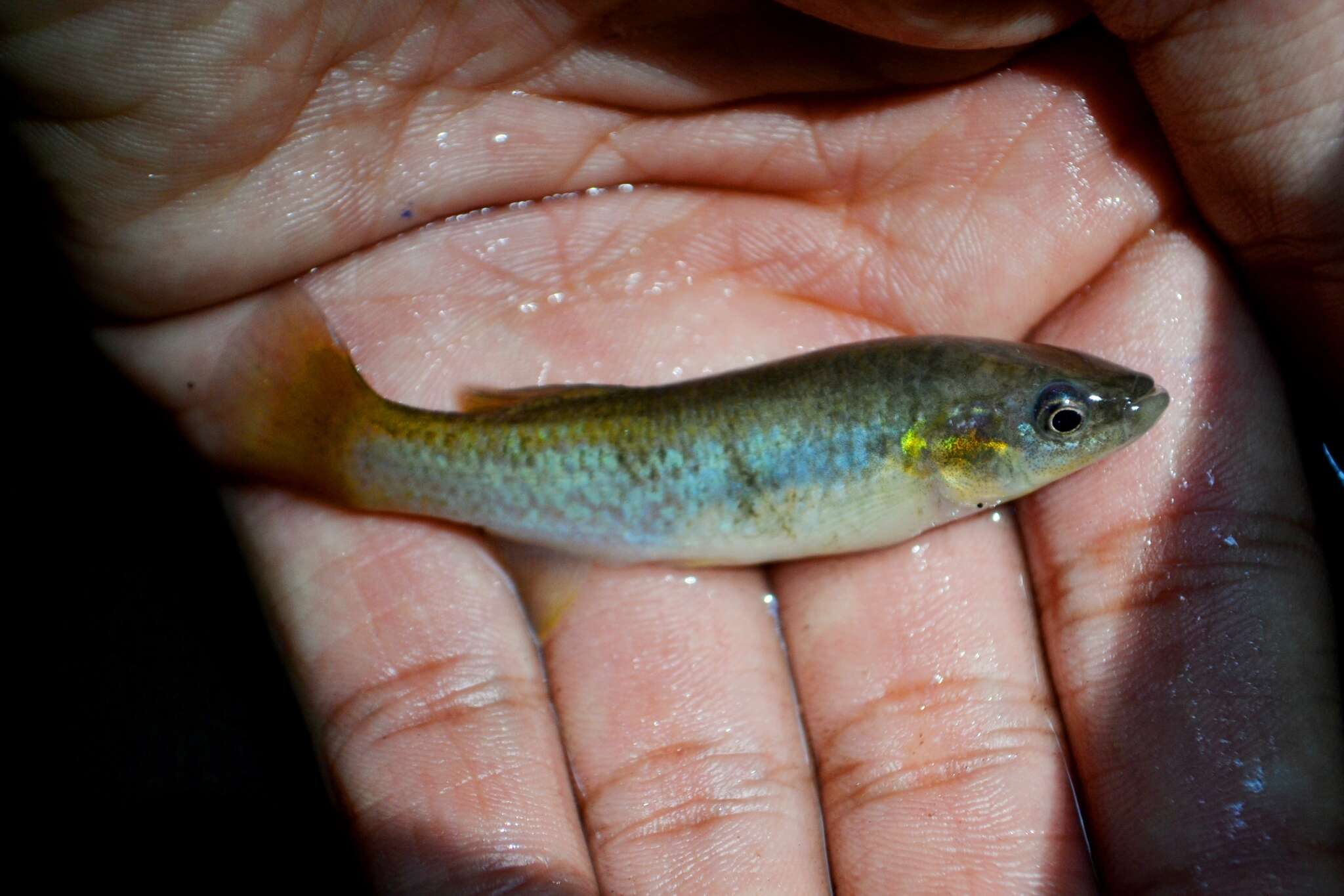 Image of Middle American killifishes