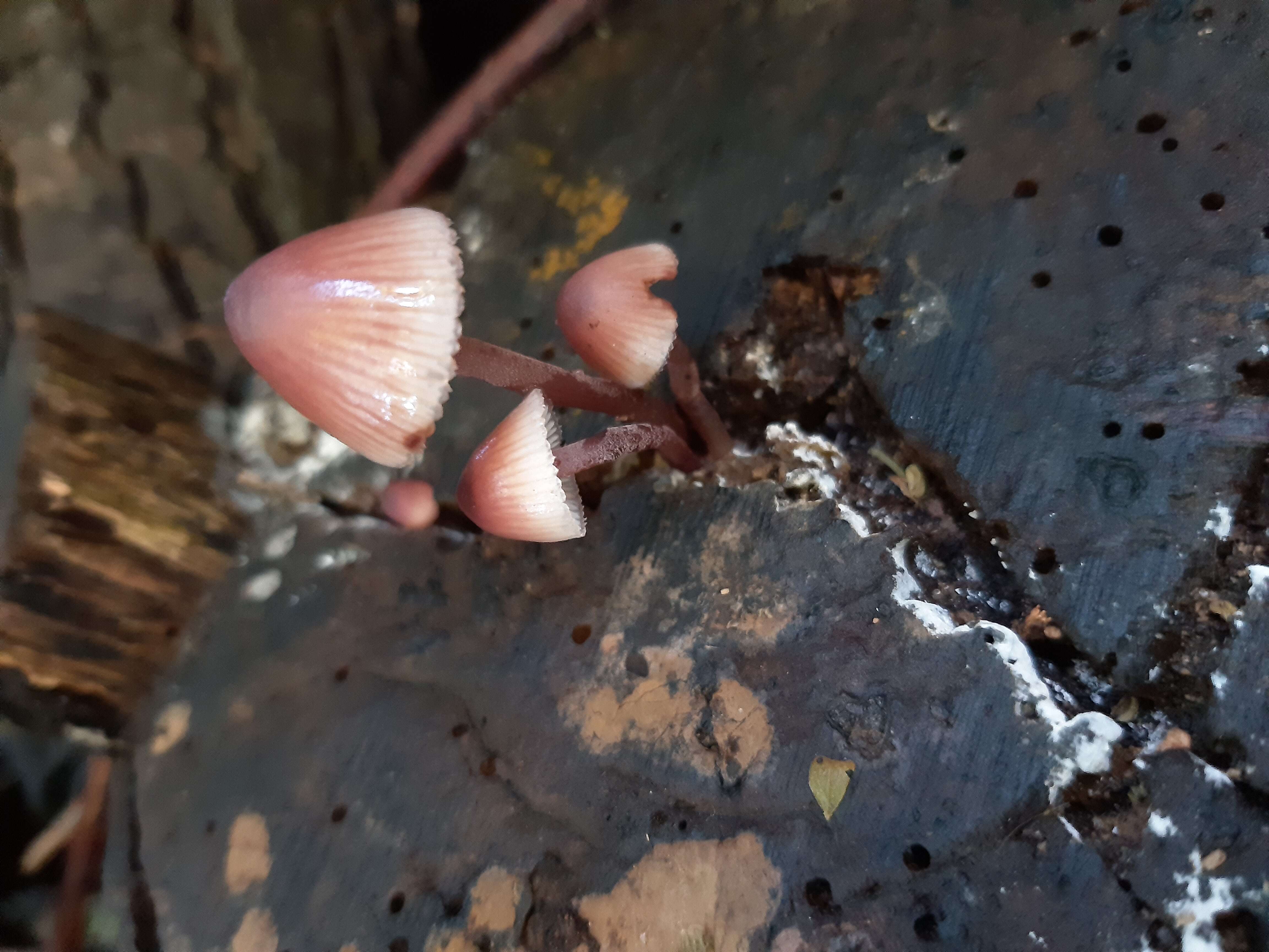 Image of Mycena haematopus (Pers.) P. Kumm. 1871