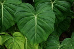 Image of philodendron