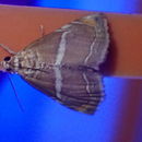 Image of Abegesta remellalis Druce 1899