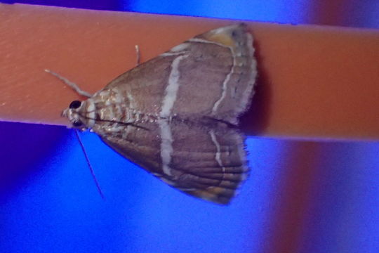 Image of <i>Abegesta remellalis</i> Druce 1899