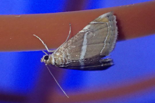 Image of <i>Abegesta remellalis</i> Druce 1899