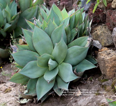 Image of <i>Agave mitis</i>