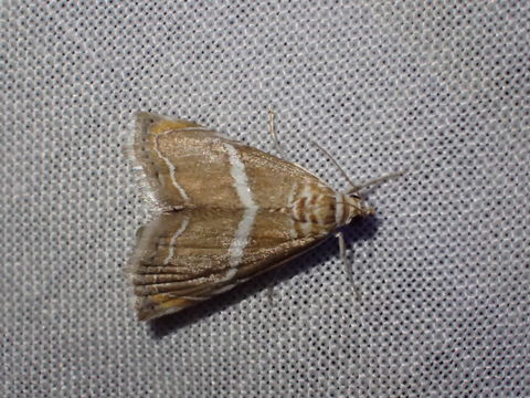 Image of <i>Abegesta remellalis</i> Druce 1899