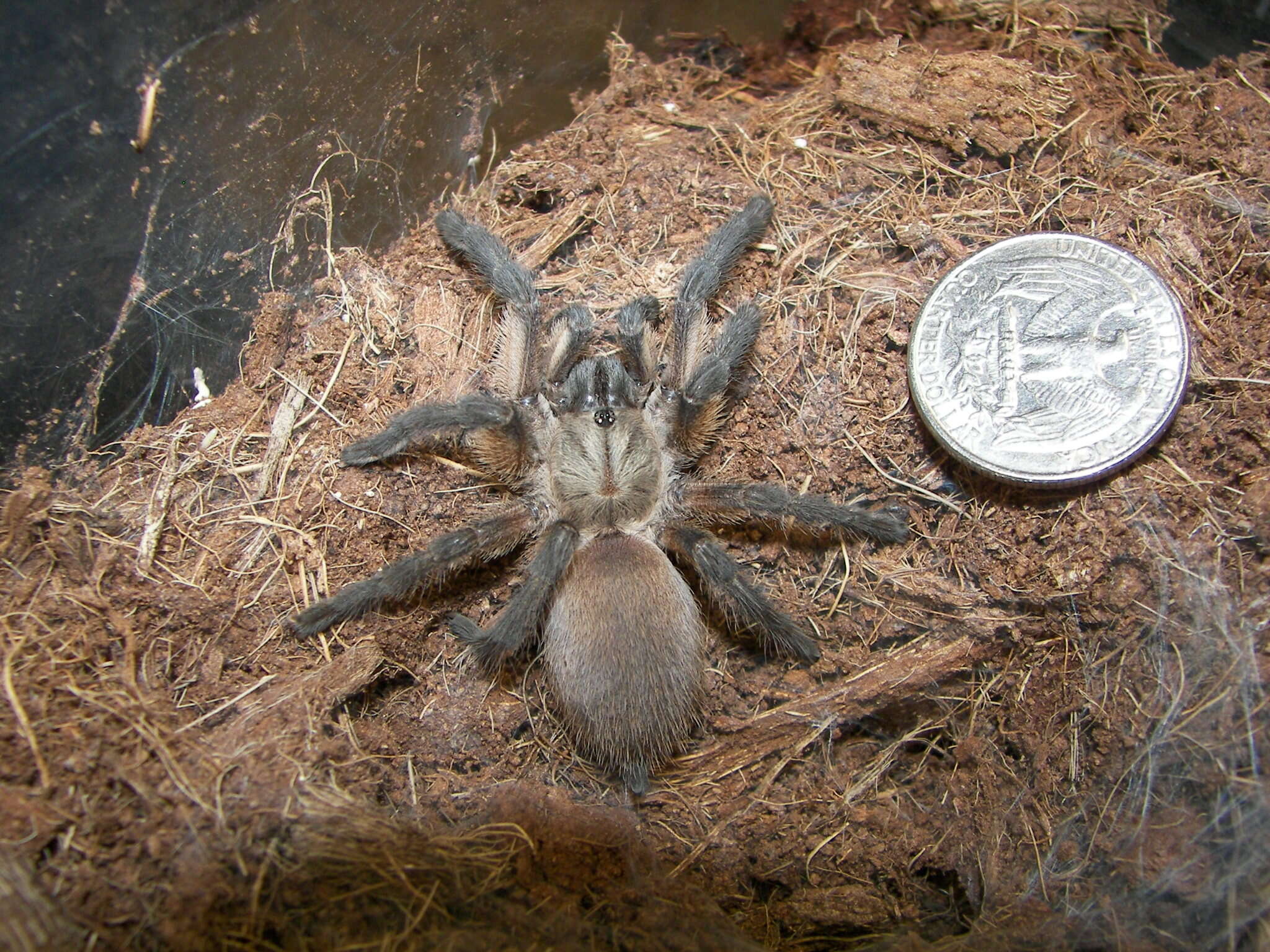 Image of Socotra Island Blue Baboon (tarantula)